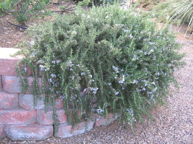 Herb choices for April planting